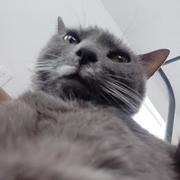 O Doe's avatar