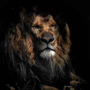 Joshua Belden's avatar