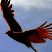 Harry Pierson's avatar