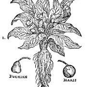 Mandrake Kulkarni's avatar