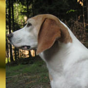 Stephan Rubylion's avatar