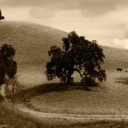 Kaisyn Timberlee's avatar