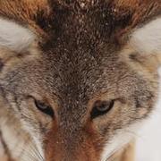 Zya Marilla's avatar