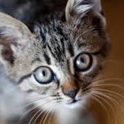 Kaylee Lynn's avatar