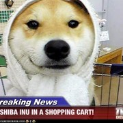 Timothy Gibson's avatar