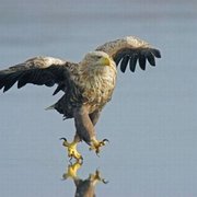 Georgi Simeonov's avatar