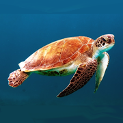 Yong Yan (Crystal) Liang's avatar