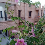 Madhulika11's avatar