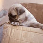 Garima Kalra ✨'s avatar