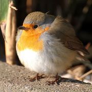 Jonathan Tam's avatar