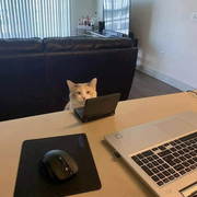 Jennifer Ai's avatar