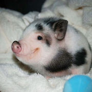 Julia Potter's avatar