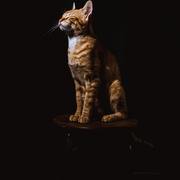 Edwin Campuzano's avatar