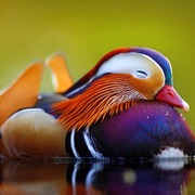 Jacob Chang's avatar