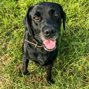 Cong Sheng Leow's avatar