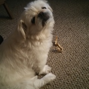 Peter Green's avatar