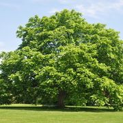 Luke Hilfer's avatar