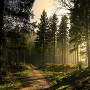 Shvetha Nambiar's avatar