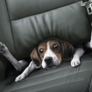 Reese Hoffart's avatar