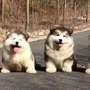 Cindy Liu Xinyi's avatar