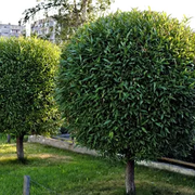 Lexington Tree  Service Pros's avatar