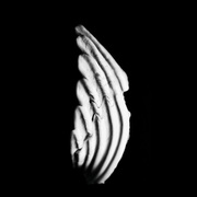 {DOWNLOAD} KMRU Logue {ALBUM MP3 ZIP}'s avatar