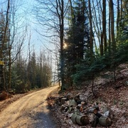 {DOWNLOAD} Black Forest Nature Sound -  Stormy Day In the Woods {ALBUM MP3 ZIP}'s avatar