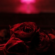 {DOWNLOAD} The Paper Kites -  Roses {ALBUM MP3 ZIP}'s avatar