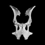 {DOWNLOAD} Blodtørst -  Ferd {ALBUM MP3 ZIP}'s avatar