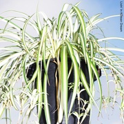 {DOWNLOAD} Lee Kang Seung -  Korean Dream - EP {ALBUM MP3 ZIP}'s avatar