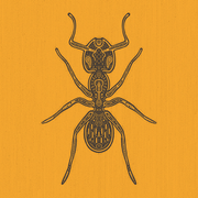 {DOWNLOAD} Hermano Hormiga -  Hermano Hormiga {ALBUM MP3 ZIP}'s avatar