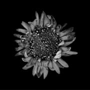 {DOWNLOAD} Protest the Hero -  Kezia (Remaster) {ALBUM MP3 ZIP}'s avatar