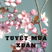 {DOWNLOAD} Brady Lam -  Tuyết Mùa Xuân {ALBUM MP3 ZIP}'s avatar