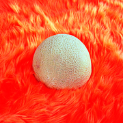 {DOWNLOAD} NVDES -  Vibe City Utah {ALBUM MP3 ZIP}'s avatar