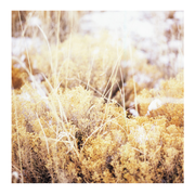 {DOWNLOAD} Mamiffer -  The Brilliant Tabernacle {ALBUM MP3 ZIP}'s avatar