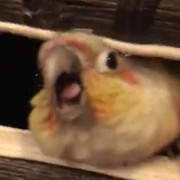 Andre Lipke's avatar