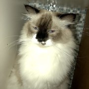 Steven Ong JY's avatar