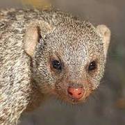 Healthy Mongoose22