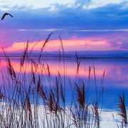 Farial Tasnim's avatar