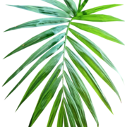 ozdilh design's avatar