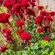 Mehri artin's avatar