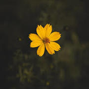 mili nat's avatar