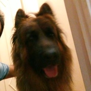 Mahan Crp's avatar