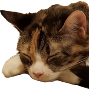 Daniel Gillo's avatar