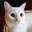 kutulon cat