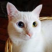 kutulon cat's avatar