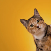 Pushpa Paranjape's avatar