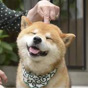 lu an  da den's avatar