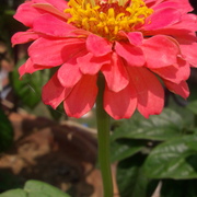 Sharmistha Mahato's avatar