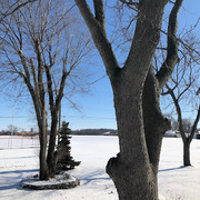 Tree Service  Springfield's avatar